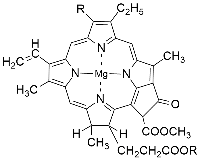 Structure of chlorophyll