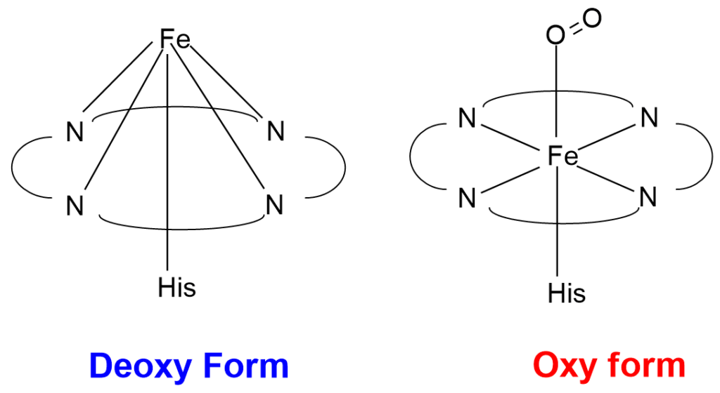 Deoxy and Oxy form