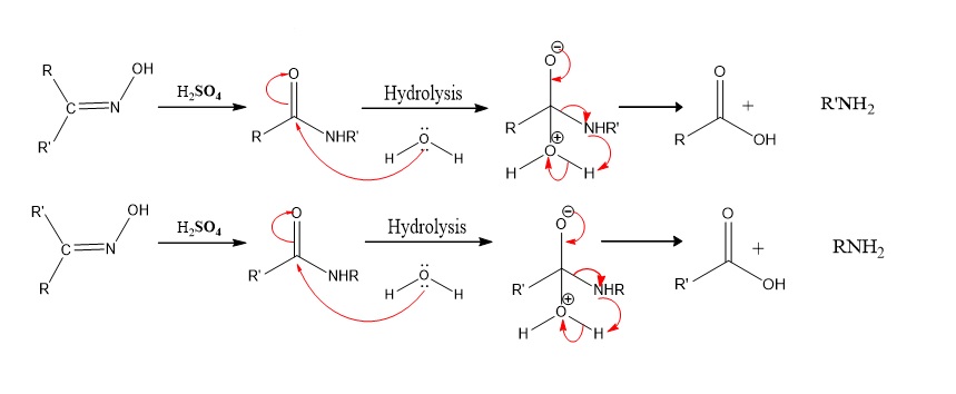 Hydrolysis of amide